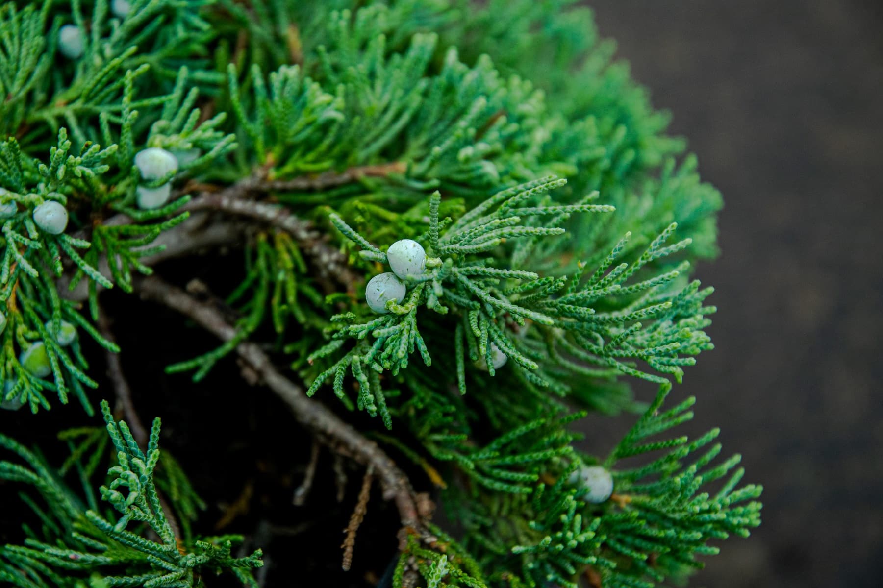 Саженец можжевельника казацкого сорт Мас/Juniperus sabina Mas С2/50-60 —  цена в Старом Осколе, купить в интернет-магазине, характеристики и отзывы,  фото