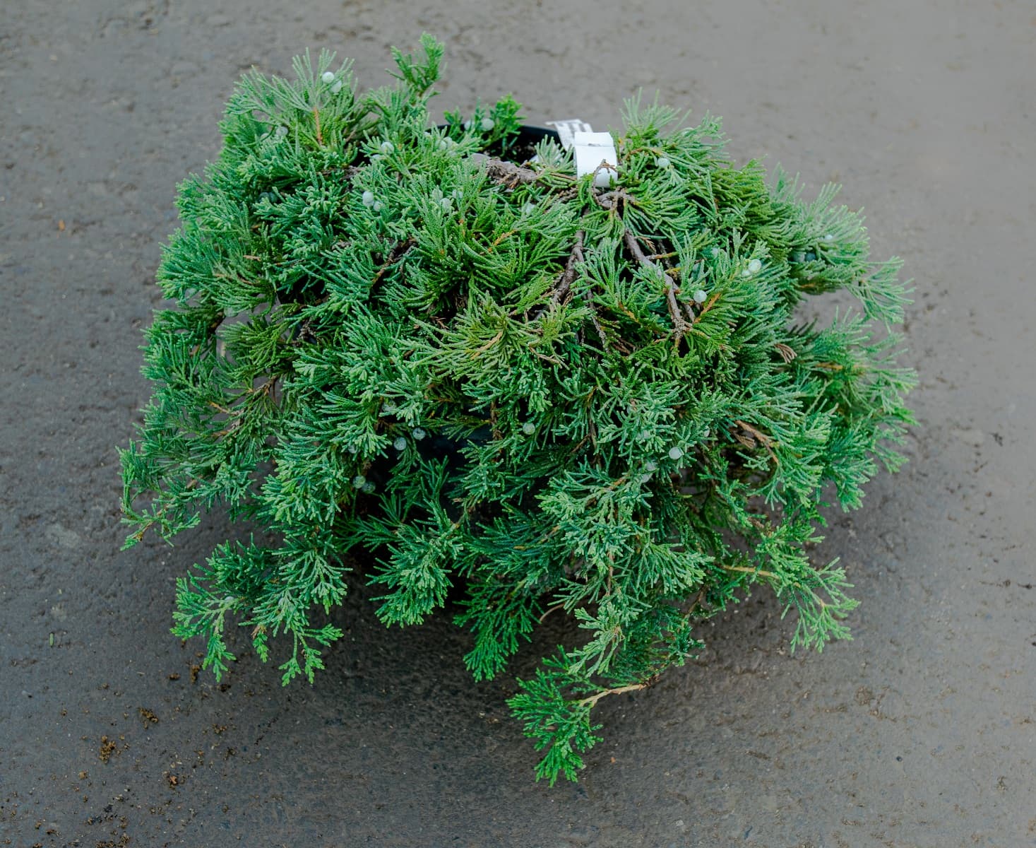 Саженец можжевельника казацкого сорт Мас/Juniperus sabina Mas С2/50-60